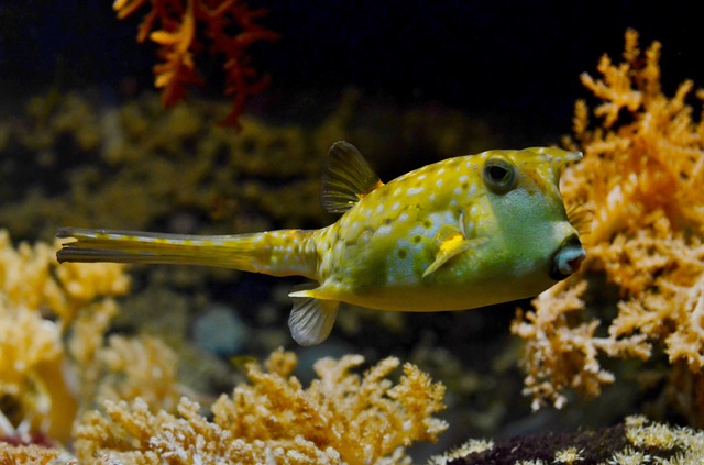 sea-nature-ocean-fish