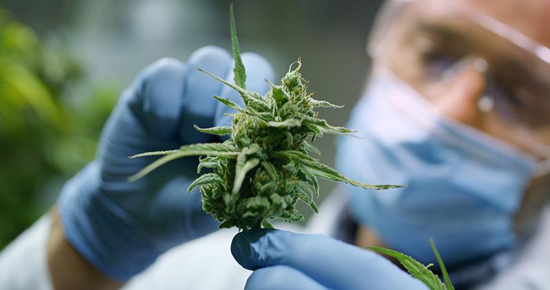 medical cannabis